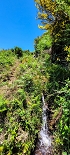 Plants: image 22 Of 208 Thumb